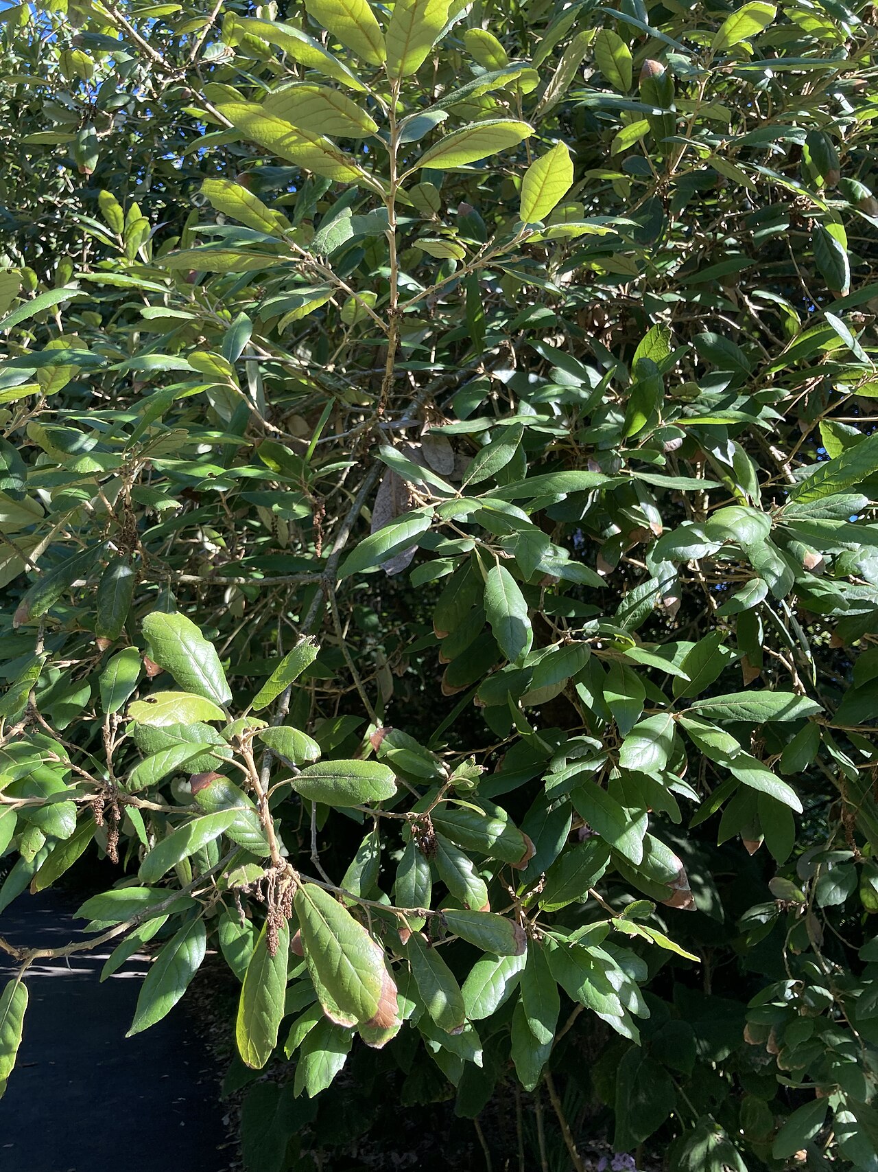 Quercus vicentensis: Quercus vicentensis foliage at the San Francisco Botanical Garden