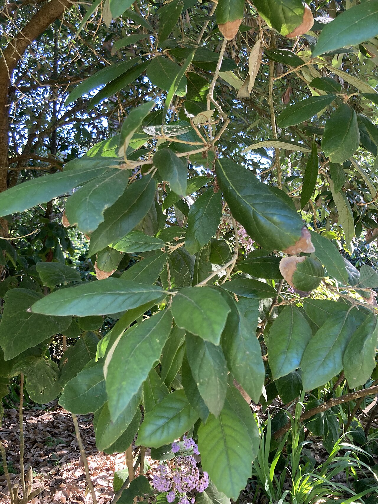 Quercus vicentensis: Quercus vicentensis leaf detail at the San Francisco Botanical Garden