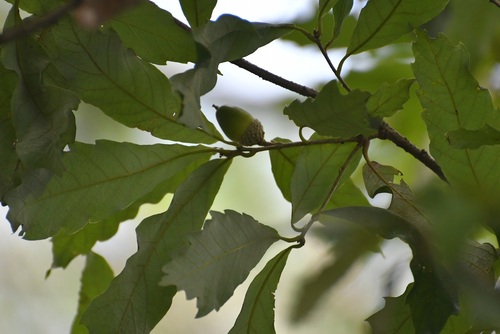 Quercus vicentensis (Quercus vicentensis)