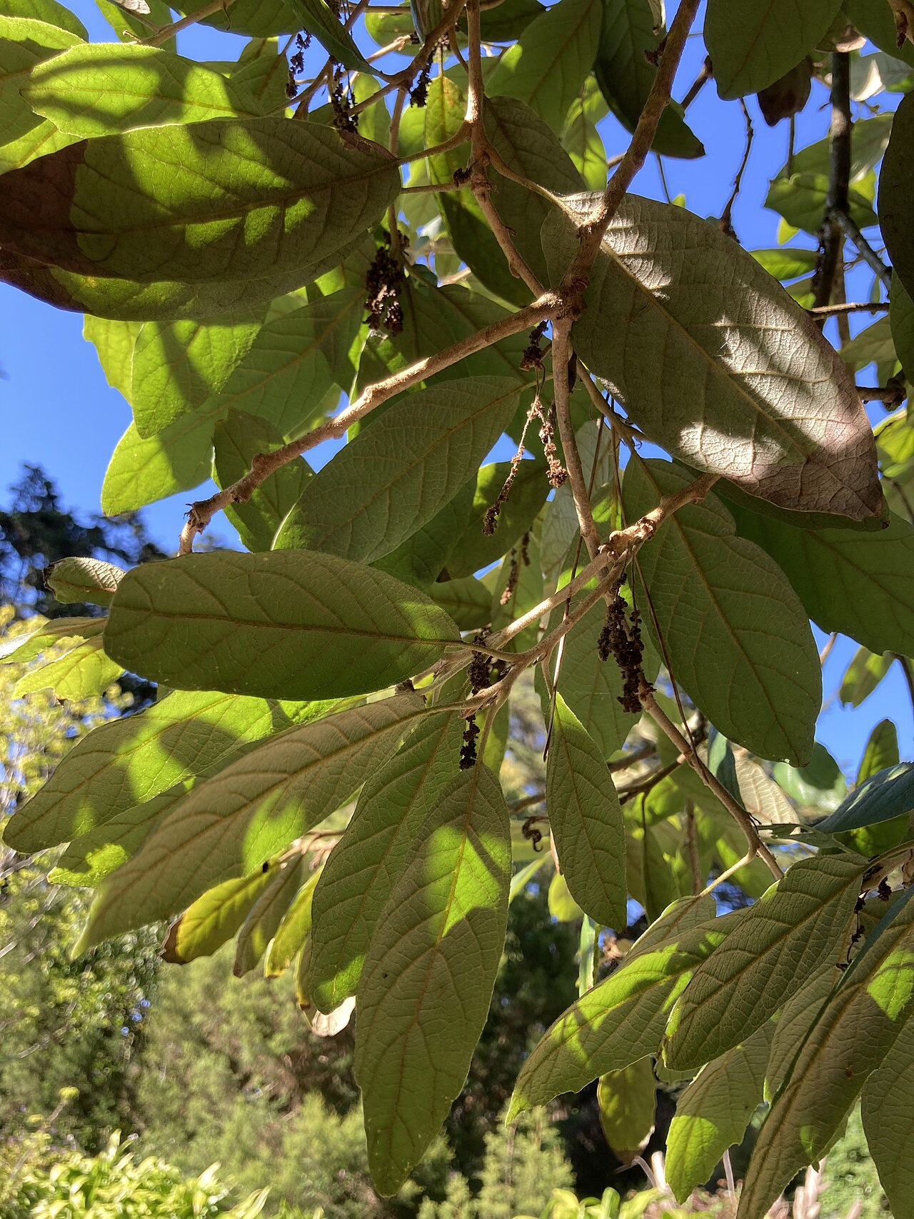 Quercus vicentensis: Back of Quercus vicentensis leaves at the San Francisco Botanical Garden