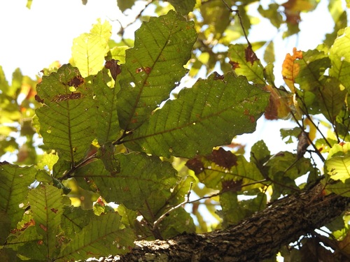 Quercus vicentensis (Quercus vicentensis)