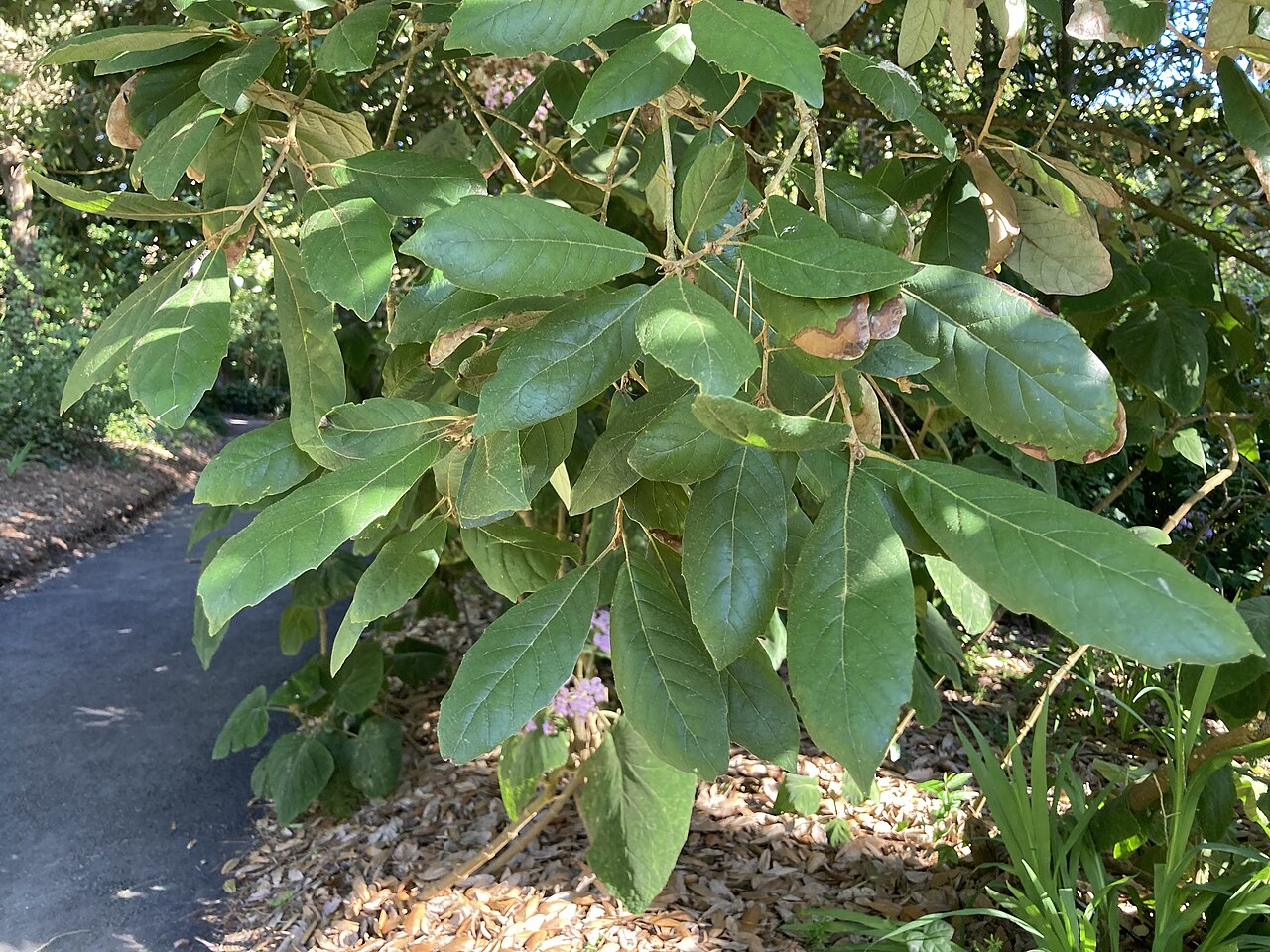 Quercus vicentensis: Quercus vicentensis at the San Francisco Botanical Garden