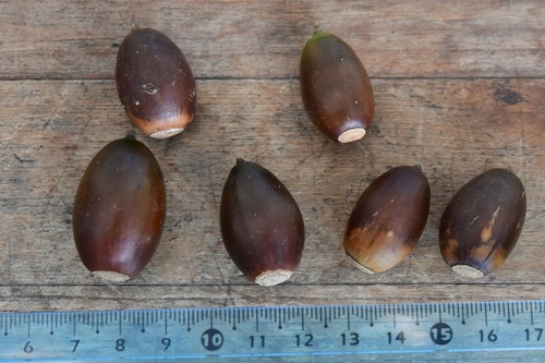 Quercus vicentensis (Quercus vicentensis)