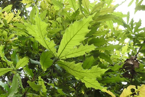Quercus vicentensis (Quercus vicentensis)