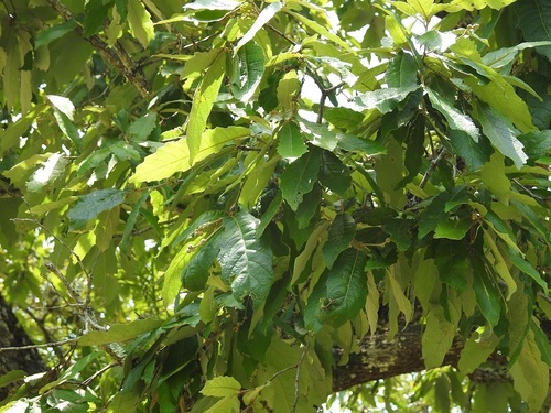 Quercus vicentensis (Quercus vicentensis)