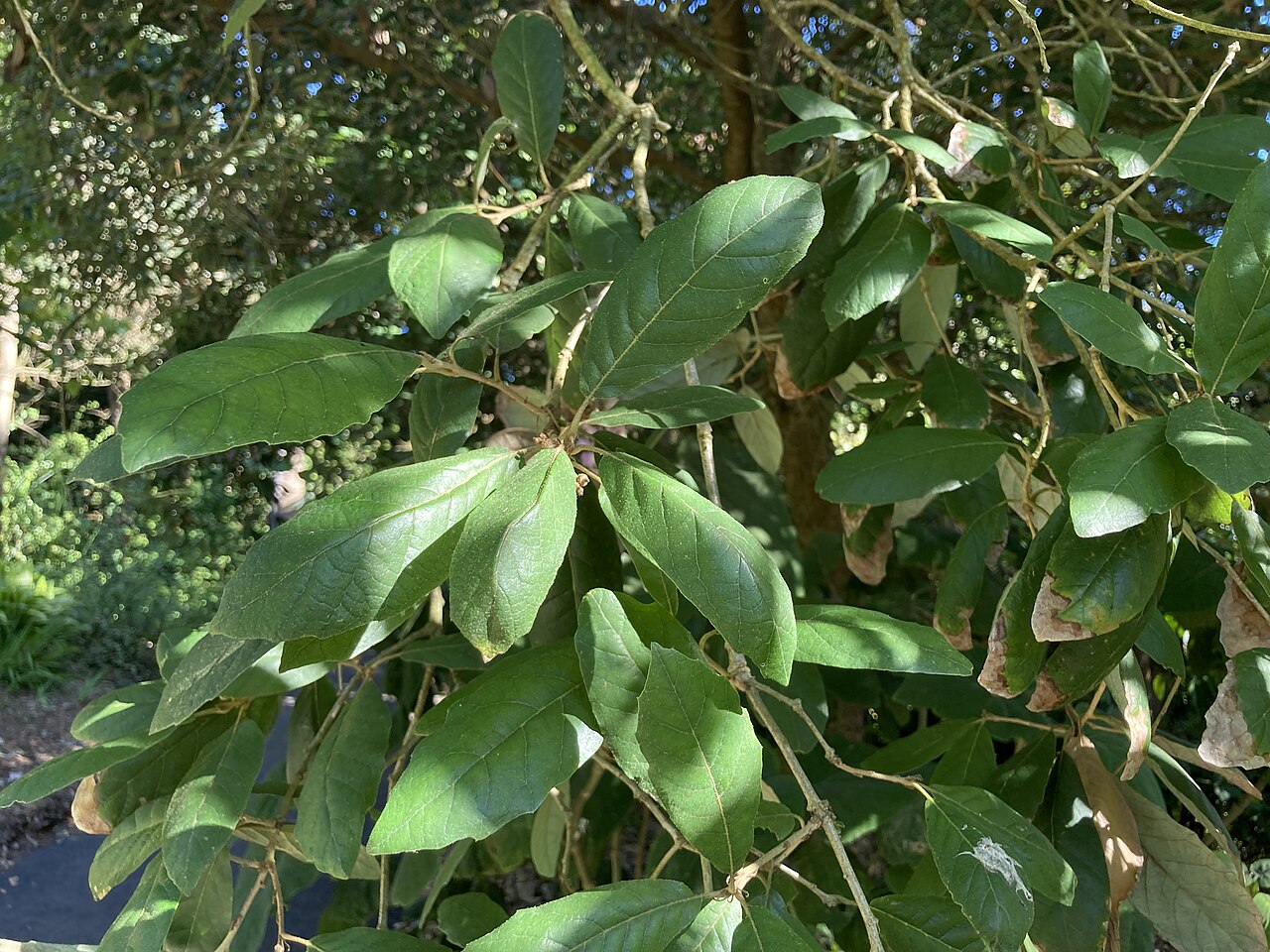 Quercus vicentensis: Quercus vicentensis at the San Francisco Botanical Garden