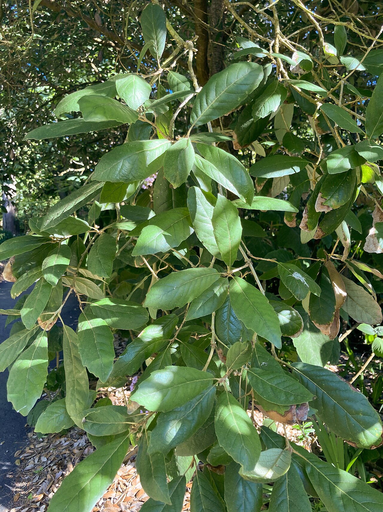 Quercus vicentensis: Quercus vicentensis leaves at the San Francisco Botanical Garden