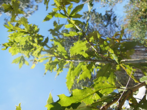 Quercus vicentensis (Quercus vicentensis)