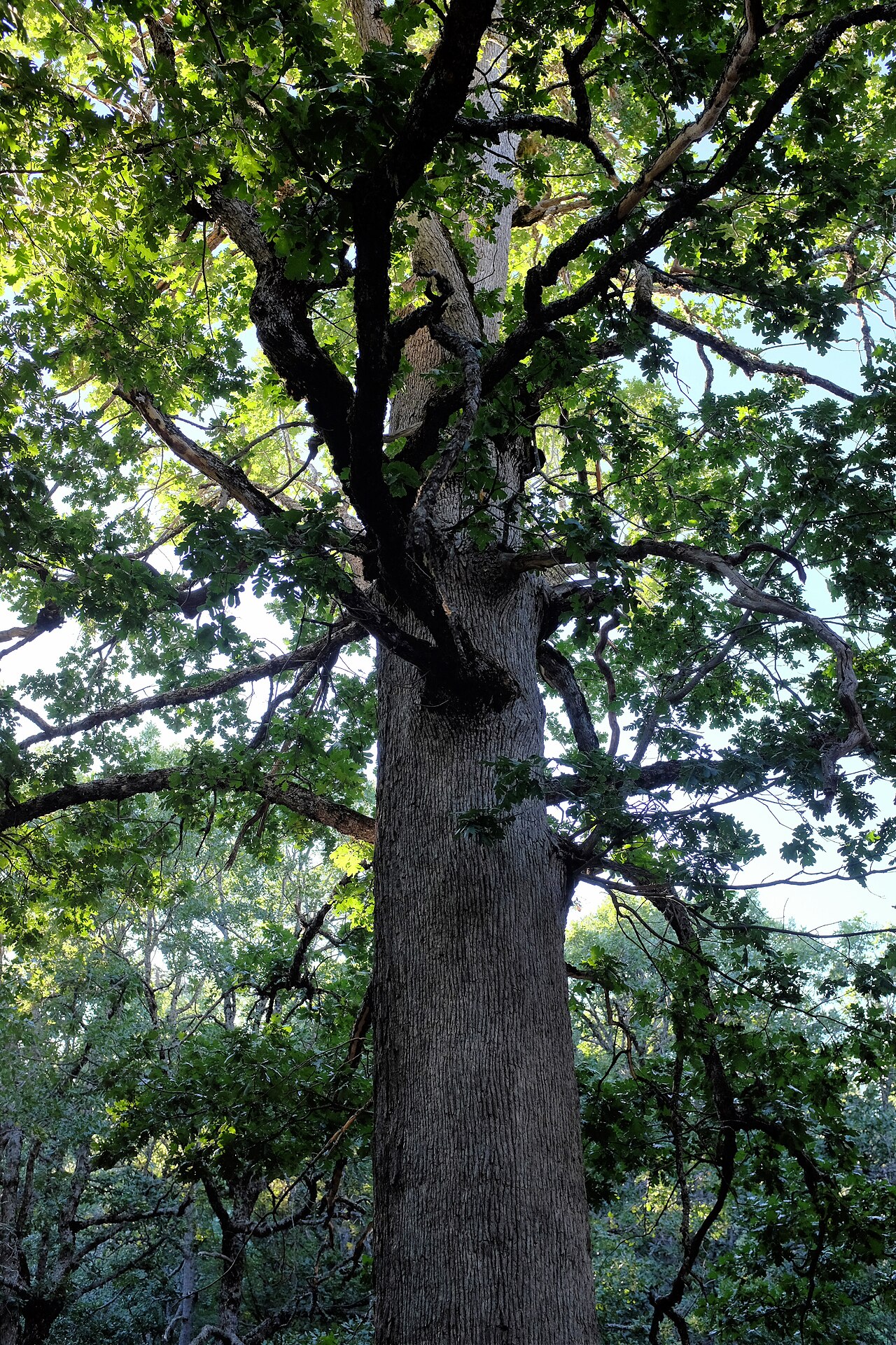 Quercus vulcanica: A species of Oak tree, Quercus Vulcanica is known as Kasnak Meşesi in Turkey where this specimen was photographed.
