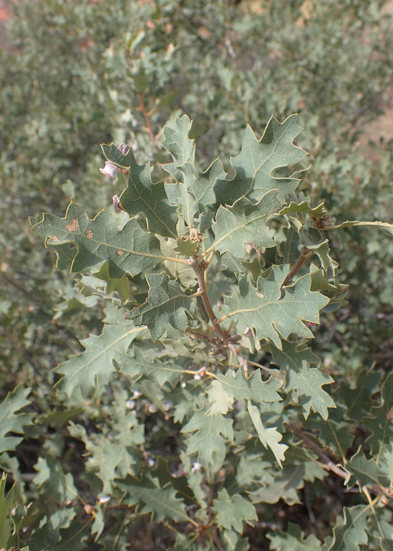 Quercus welshii: Quercus welshii at Park Avenue in Arches National Park, Utah, USA