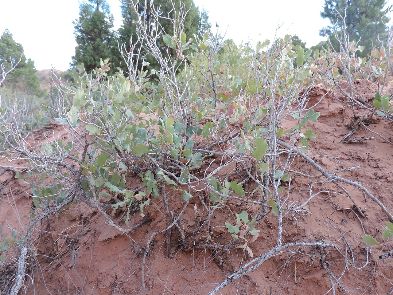 Quercus welshii: Quercus welshii at Devils Garden Primitive Loop in Arches National Park, Utah, USA
