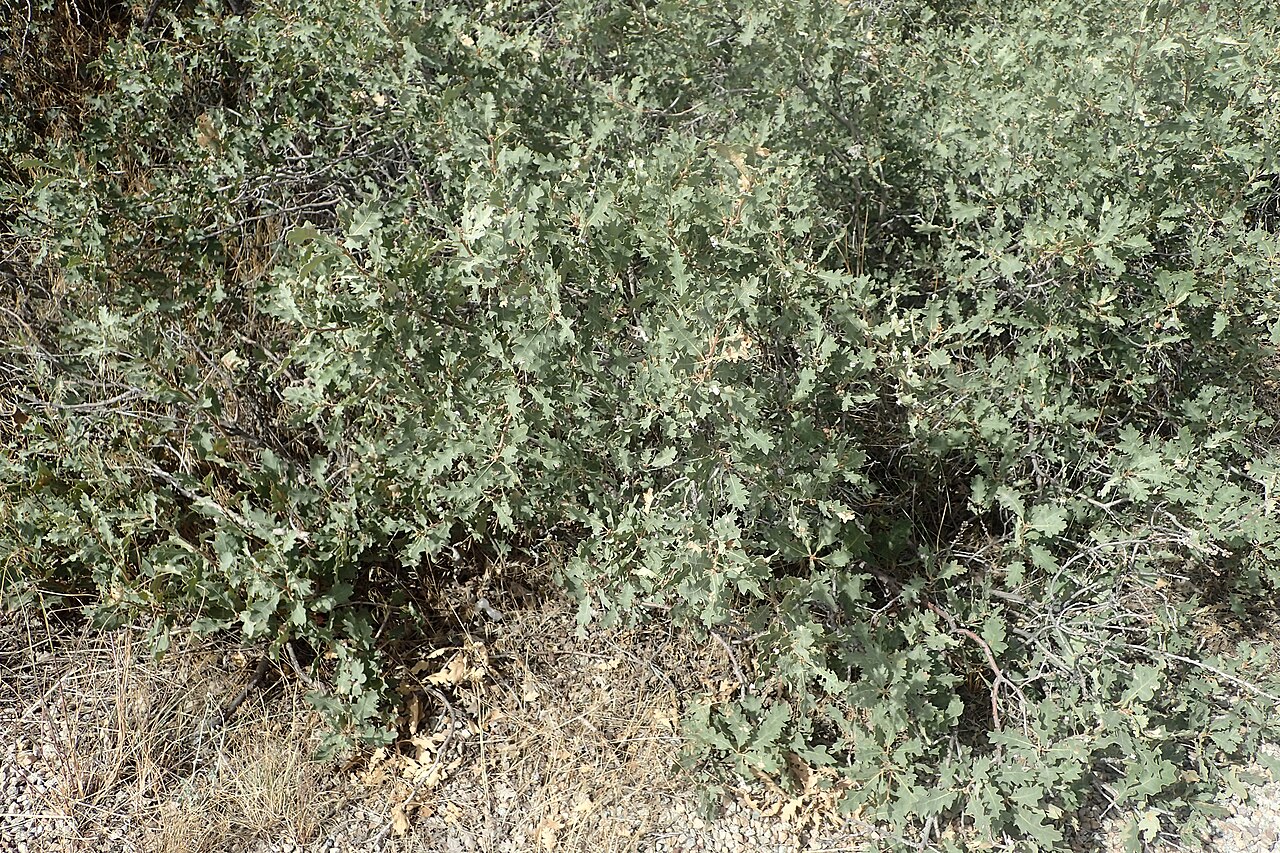 Quercus welshii: Quercus welshii at Park Avenue in Arches National Park, Utah, USA