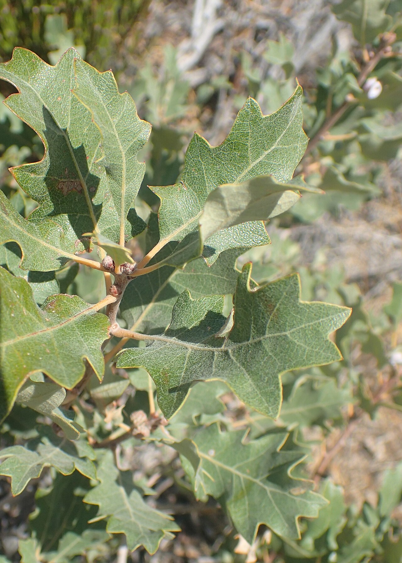 Quercus welshii: Quercus welshii at Fiery Furnace Viewpoint in Arches National Park, Utah, USA