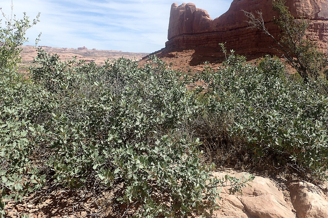 Quercus welshii: Quercus welshii at Courthouse Towers Viewpoint in Arches National Park, Utah, USA