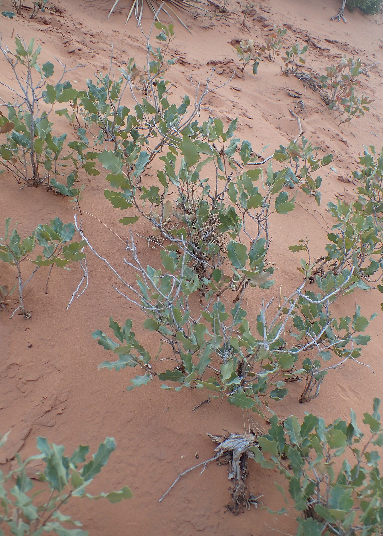 Quercus welshii: Quercus welshii at Devils Garden Primitive Loop in Arches National Park, Utah, USA