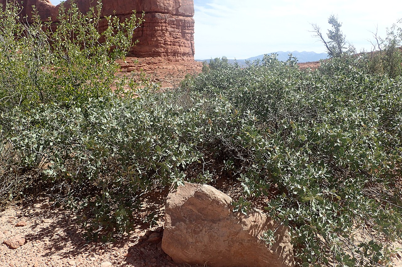 Quercus welshii: Quercus welshii at Courthouse Towers Viewpoint in Arches National Park, Utah, USA