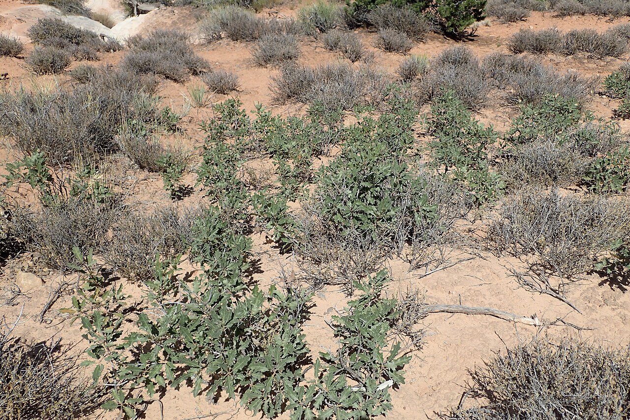 Quercus welshii: Quercus welshii at Fiery Furnace Viewpoint in Arches National Park, Utah, USA