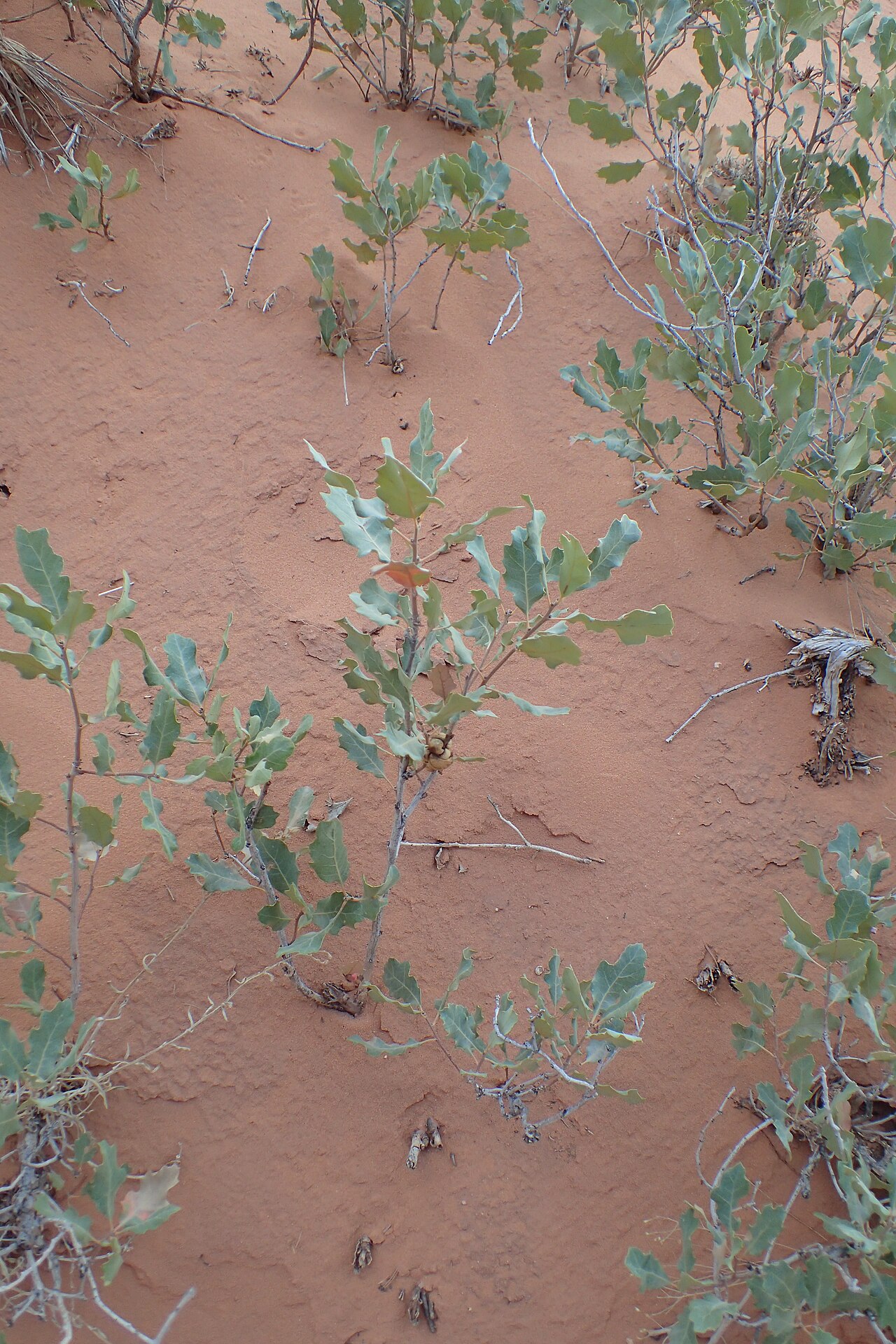 Quercus welshii: Quercus welshii at Devils Garden Primitive Loop in Arches National Park, Utah, USA