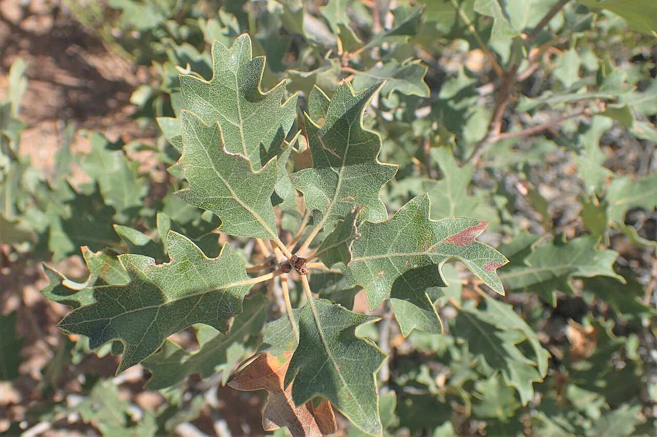 Quercus welshii: Quercus welshii at Fiery Furnace Viewpoint in Arches National Park, Utah, USA