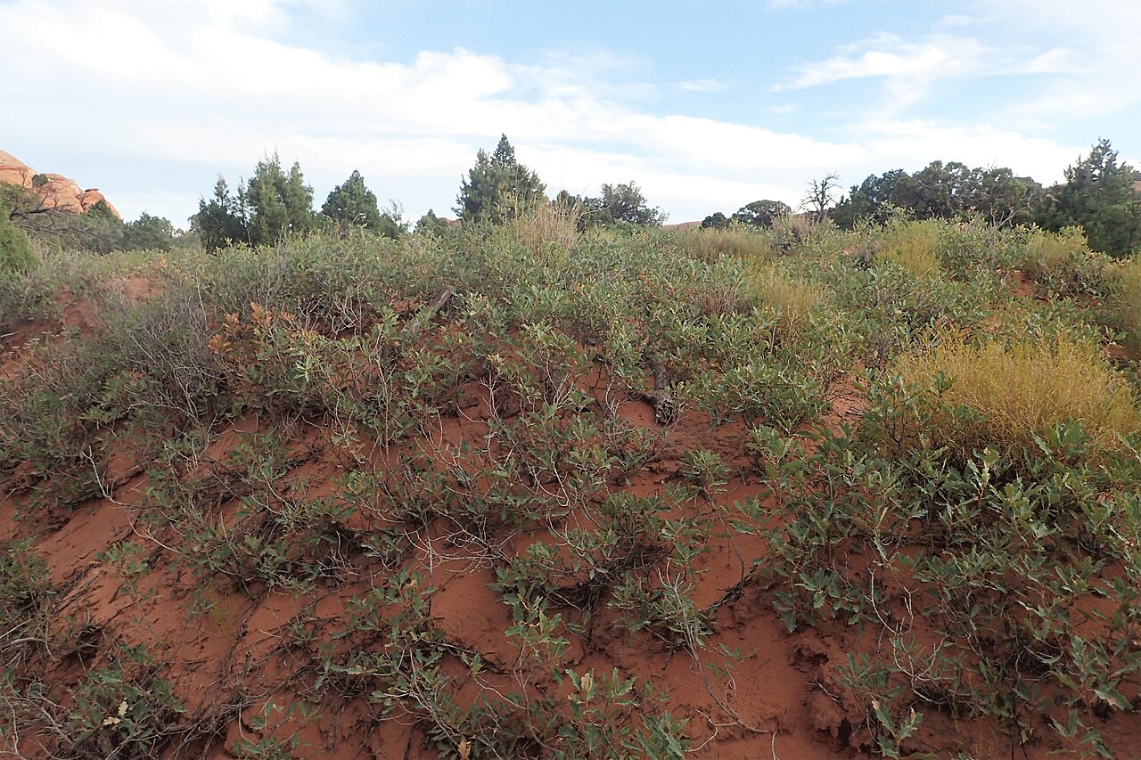 Quercus welshii: Quercus welshii at Devils Garden Primitive Loop in Arches National Park, Utah, USA