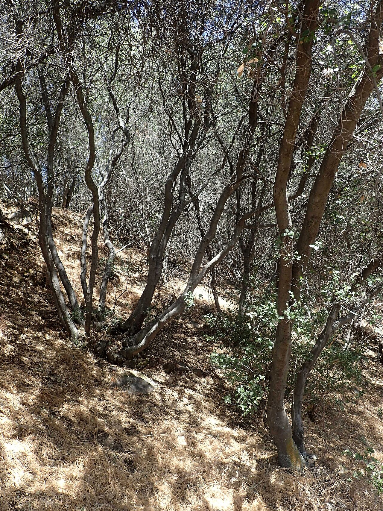 Interior live oak: Quercus wislizeni in Dunlop Vista, California