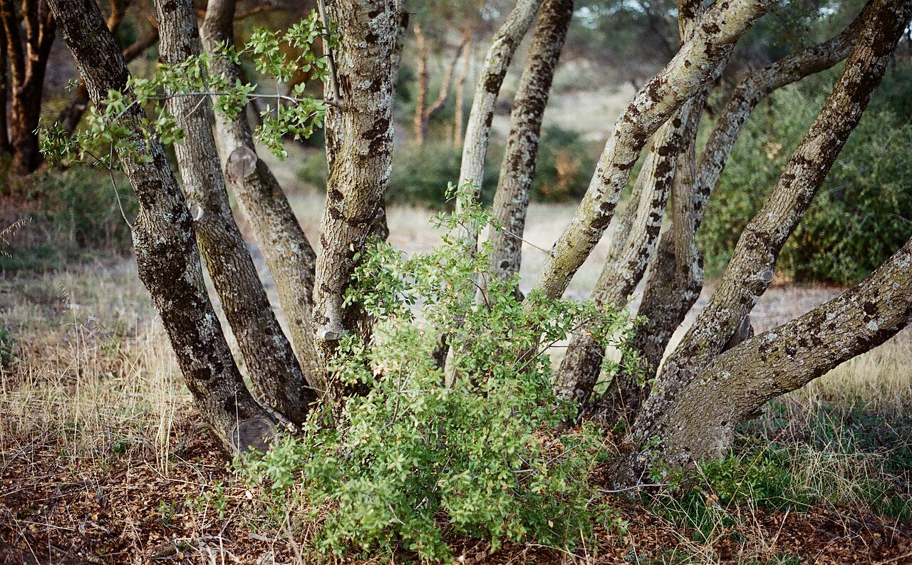 Interior live oak: Cluster of Quercus wislizeni trunks