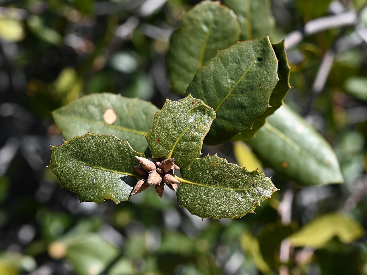 Interior live oak: Quercus wislizeni in Andrade Corner, California