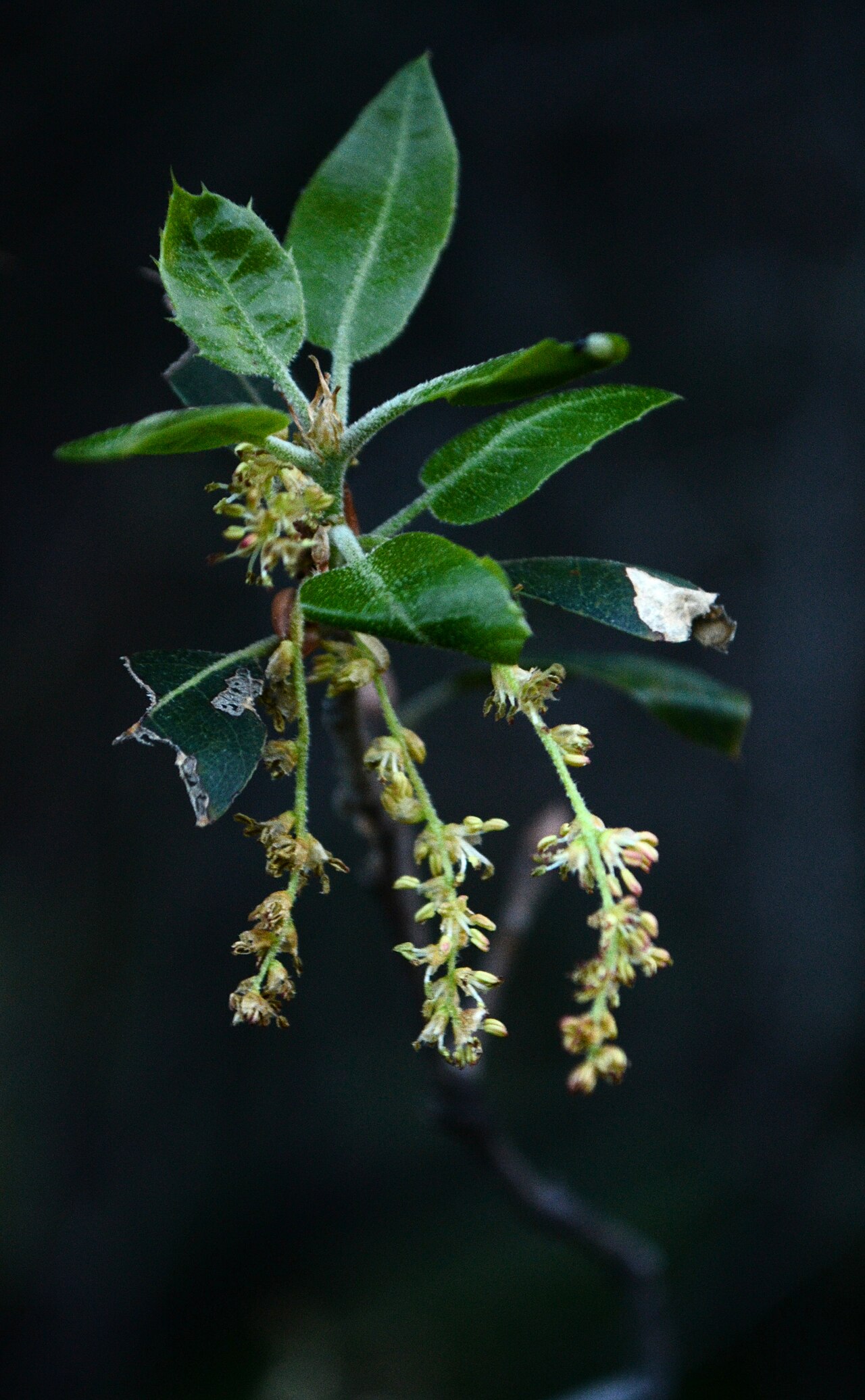 Interior live oak: Quercus wislizeni in spring, with new leaves and nearly-spent catkins