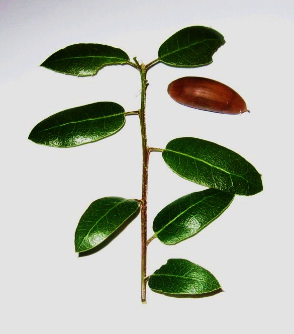 Interior live oak: A spring twig of Interior Live Oak with an acorn. The leaves sometimes have spiny, rather than smooth, margins.