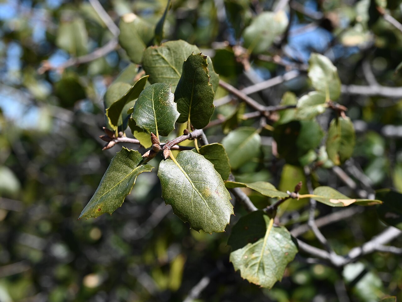 Interior live oak: Quercus wislizeni in Andrade Corner, California