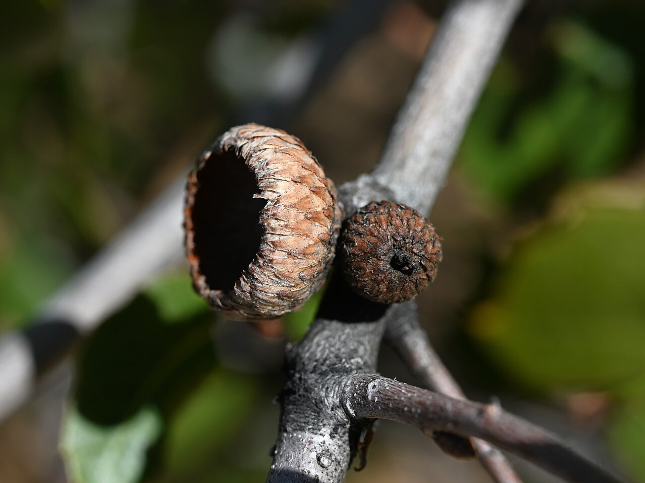 Interior live oak: Quercus wislizeni in Andrade Corner, California