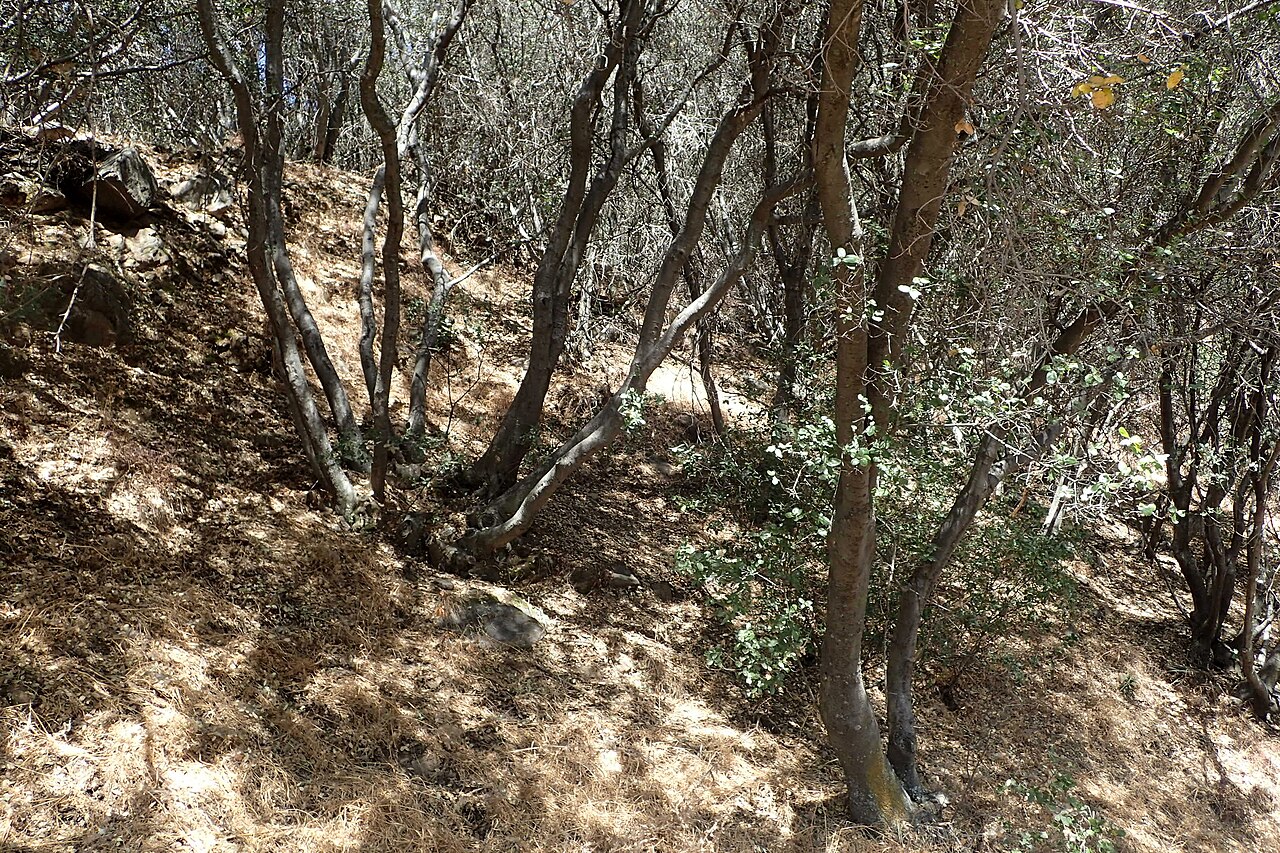 Interior live oak: Quercus wislizeni in Dunlop Vista, California