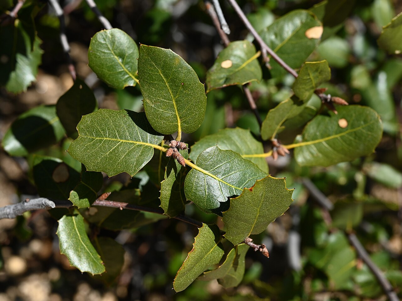 Interior live oak: Quercus wislizeni in Andrade Corner, California