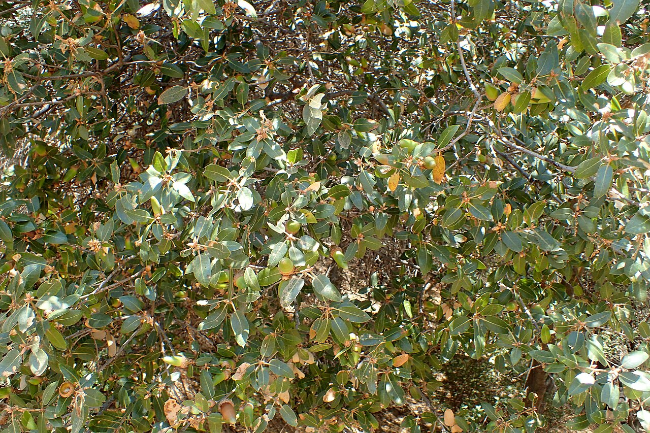 Interior live oak: Quercus wislizeni in Dunlop Vista, California