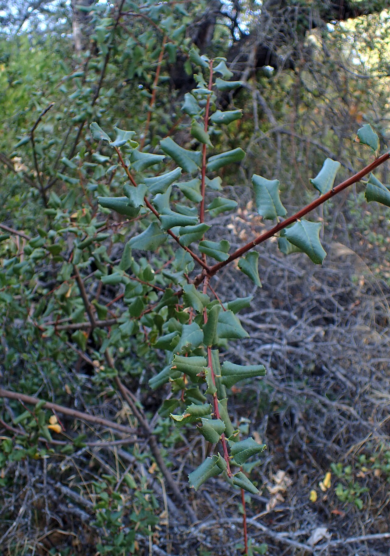 Interior live oak: Quercus wislizeni near Potwisha Kaweah River, Sequoia National Park, California