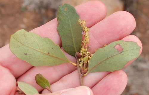 Hybrid oak (Quercus × acutidens)