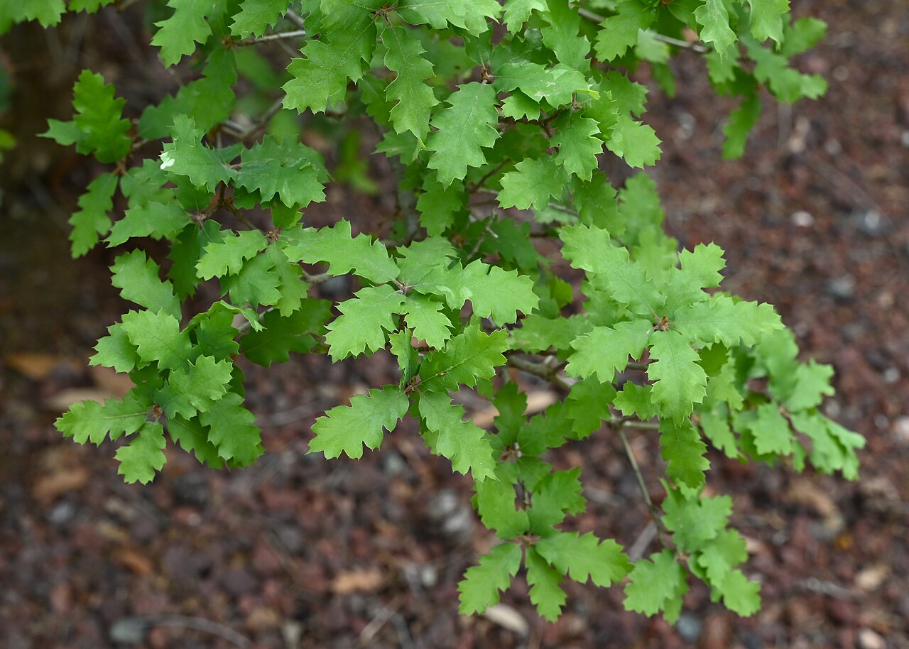 Hybrid oak: Quercus × acutidens in Jardín Botánico La Concepción, Malaga