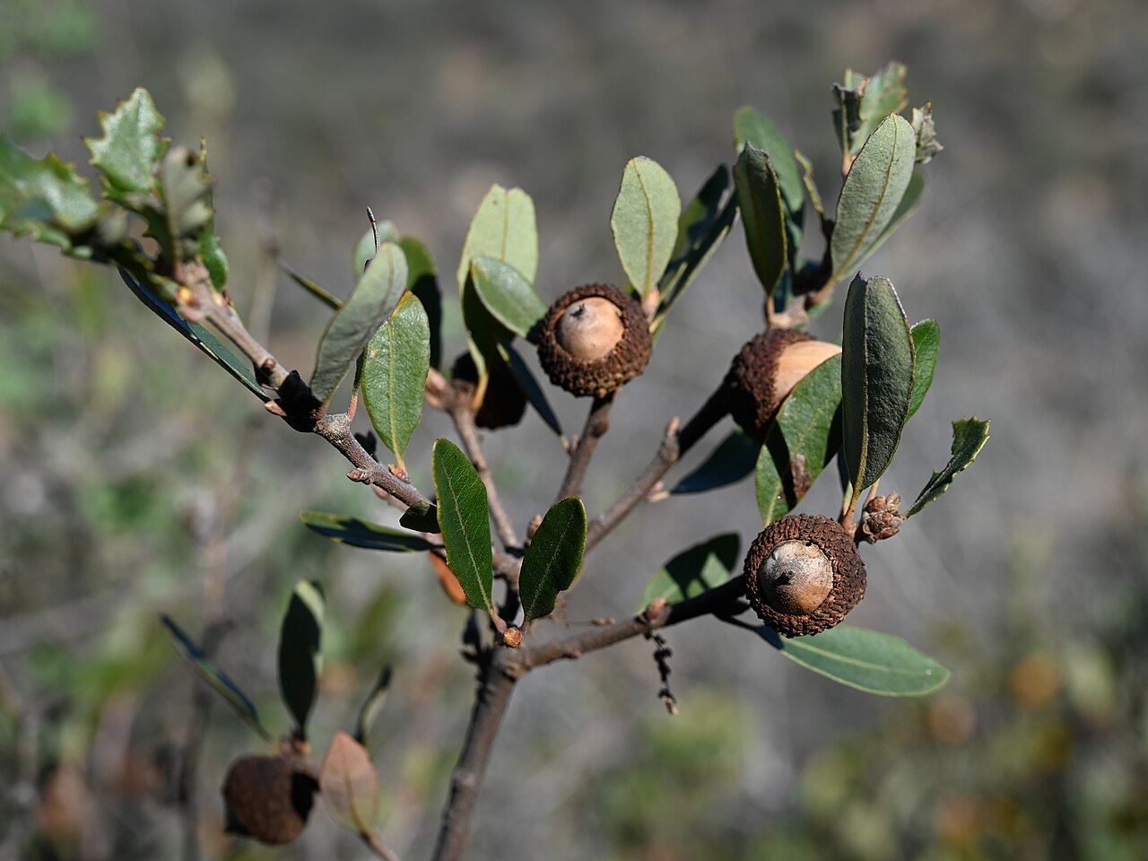 Hybrid oak: Quercus × acutidens on Iron Mountain Trailhead near San Diego, California