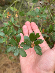 Hybrid oak (Quercus × acutidens)