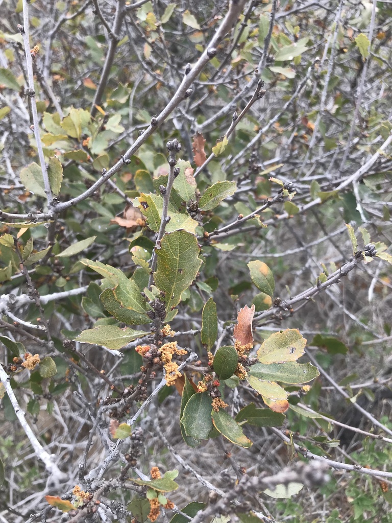 Hybrid oak (Quercus × acutidens)