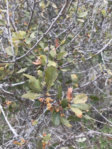 Hybrid oak (Quercus × acutidens)