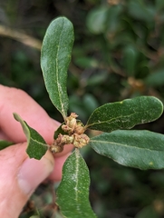 Hybrid oak (Quercus × acutidens)