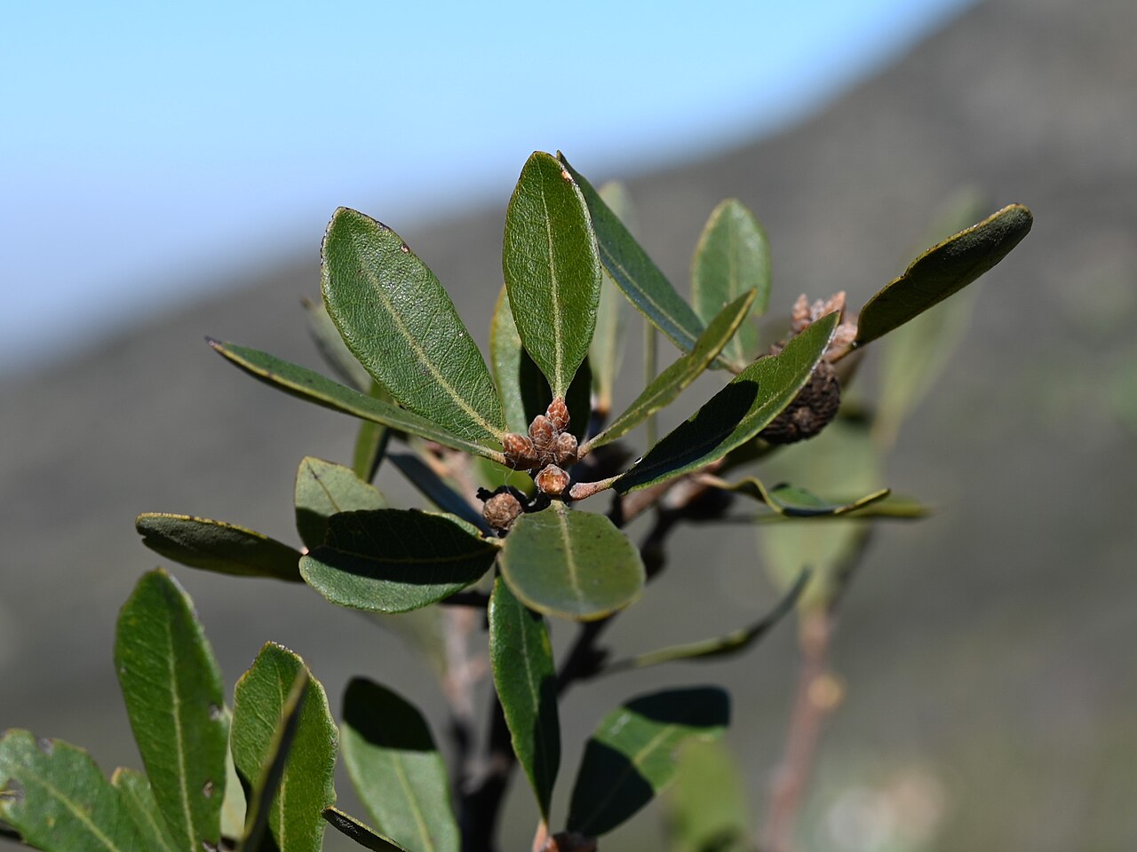 Hybrid oak: Quercus × acutidens on Iron Mountain Trailhead near San Diego, California