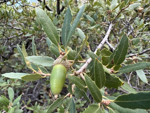 Hybrid oak (Quercus × acutidens)