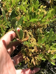 Hybrid oak (Quercus × acutidens)