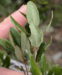 Hybrid oak (Quercus × acutidens)