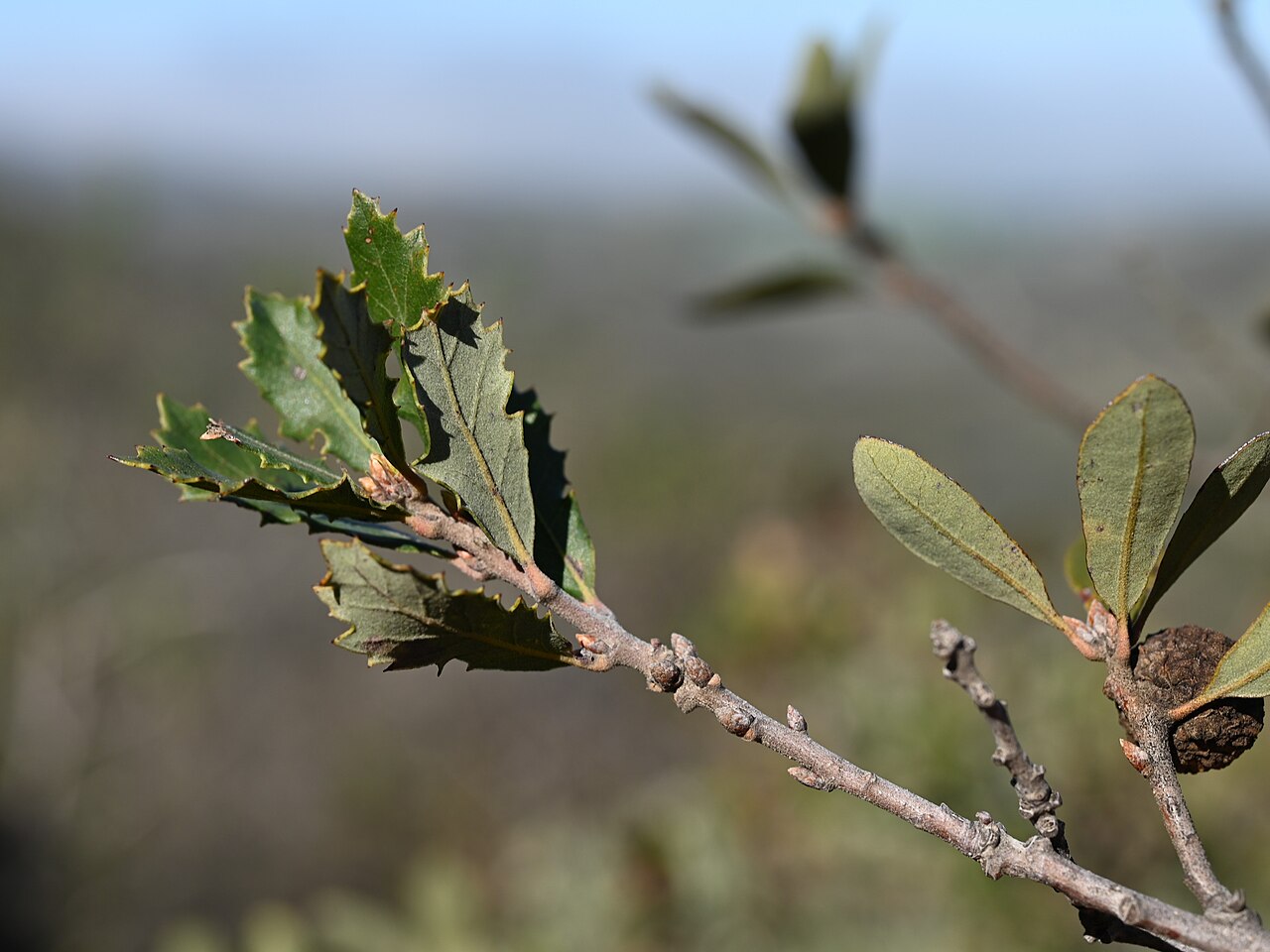 Hybrid oak: Quercus × acutidens on Iron Mountain Trailhead near San Diego, California