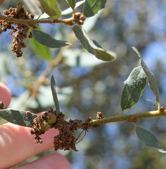 Hybrid oak (Quercus × acutidens)