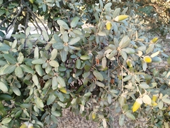 Quercus × autumnalis (Quercus × autumnalis)