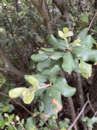 Quercus × autumnalis (Quercus × autumnalis)